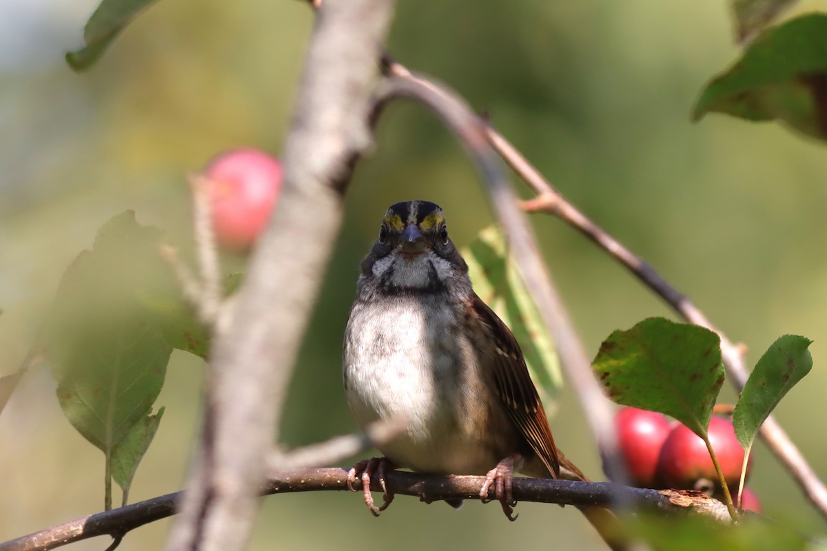 White-throated Sparrow - ML609303190