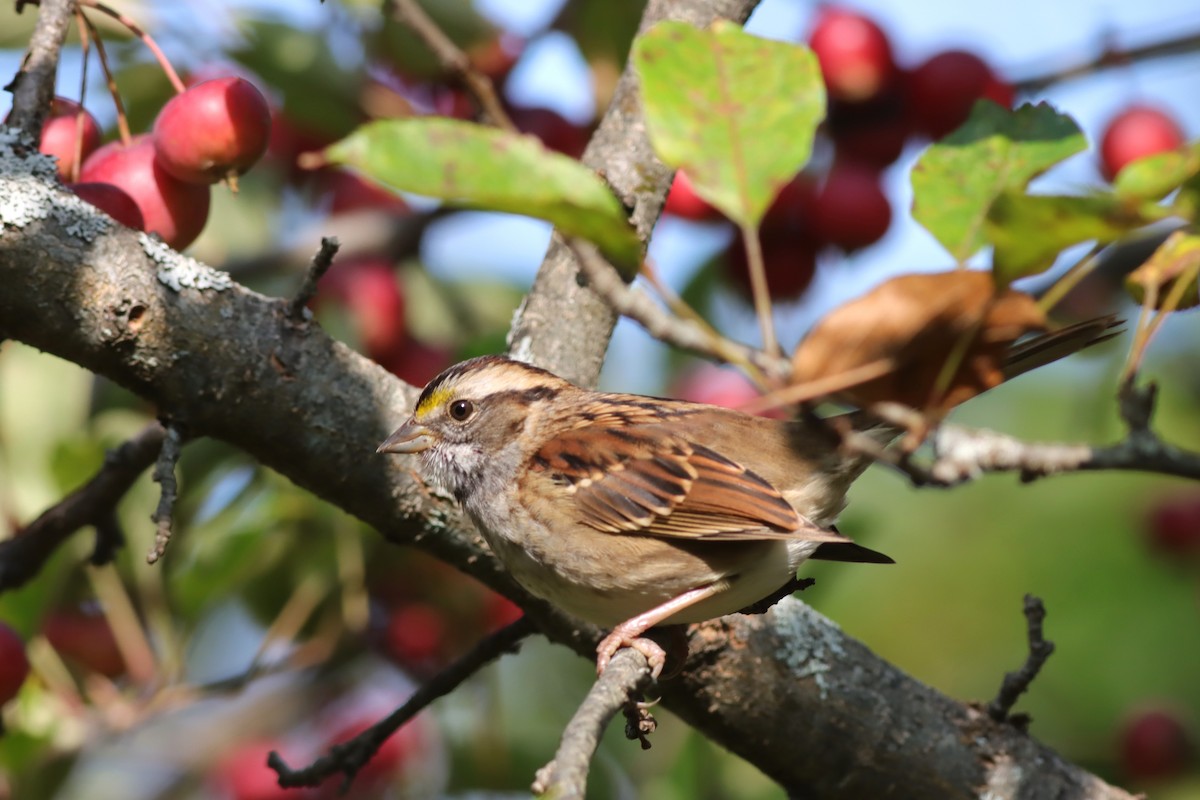 White-throated Sparrow - Margaret Viens