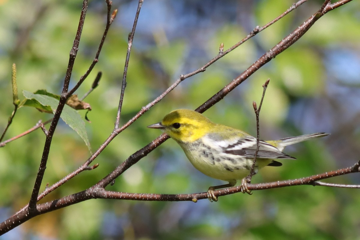 Black-throated Green Warbler - ML609303257