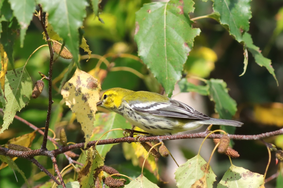 Black-throated Green Warbler - ML609303258