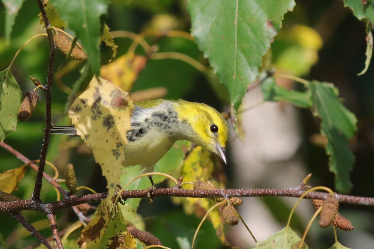 Black-throated Green Warbler - ML609303259