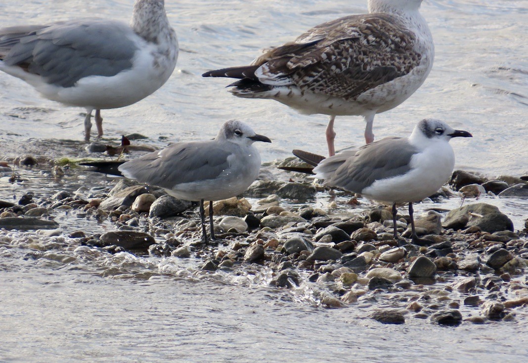 Laughing Gull - Larry Trachtenberg