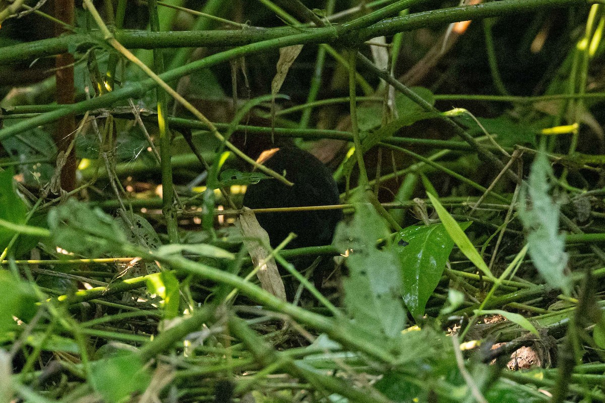 Black-banded Crake - ML609303292