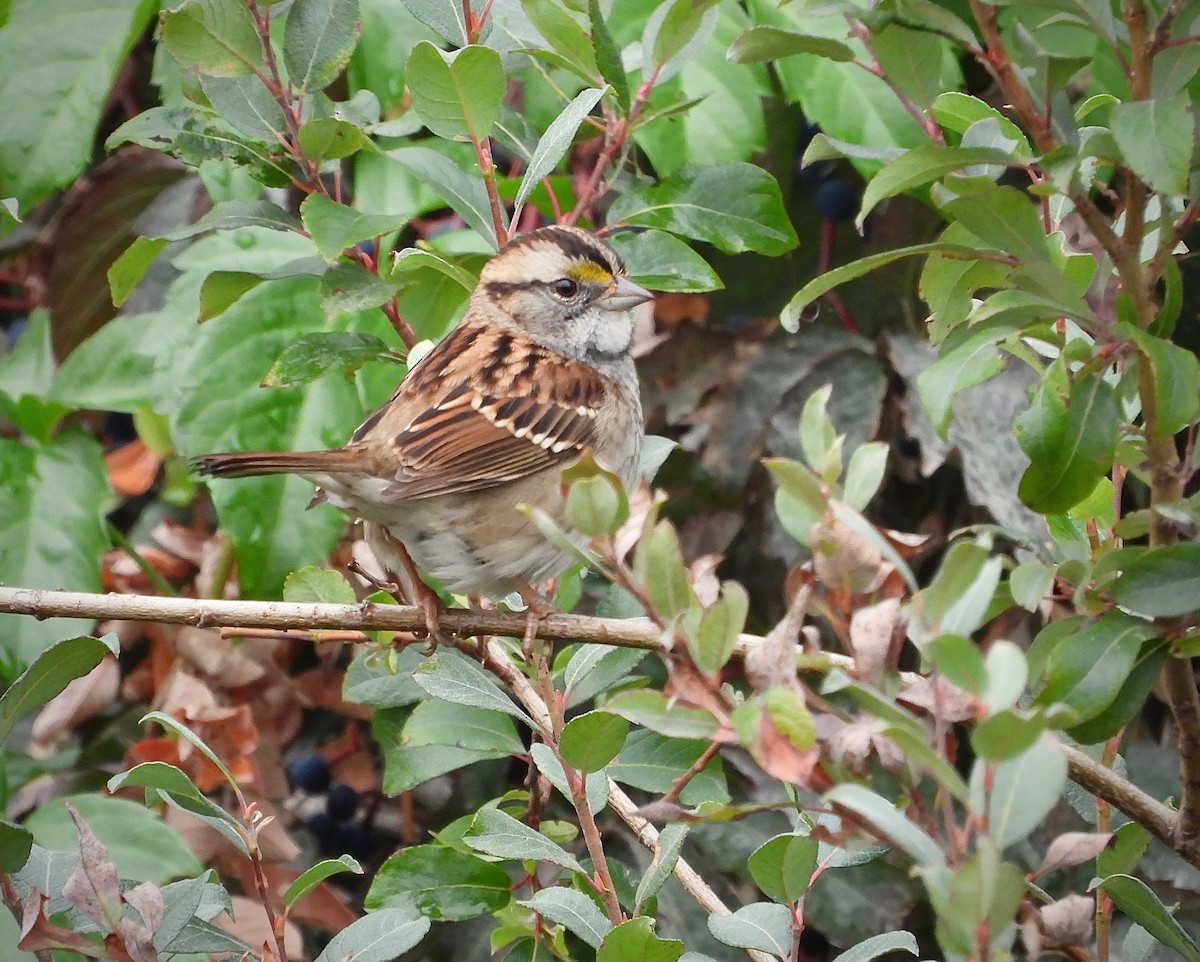 White-throated Sparrow - ML609303312
