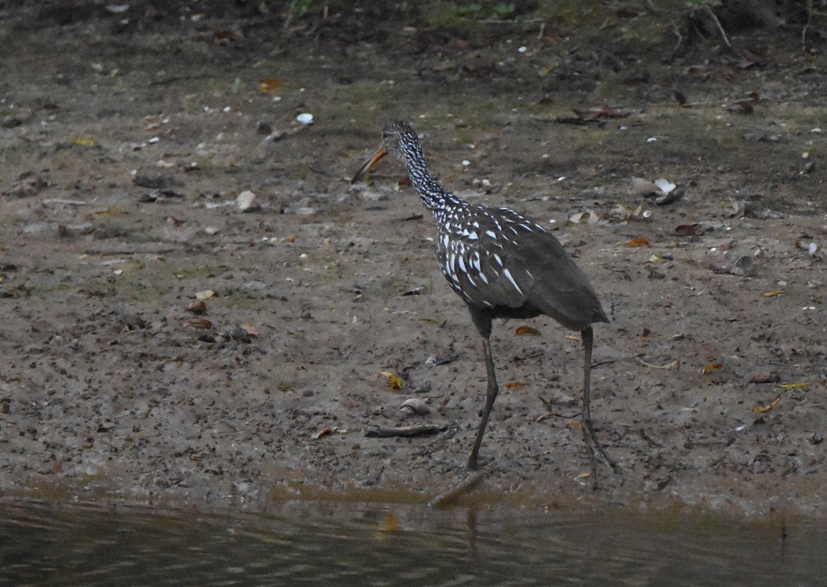 Limpkin - ML609303355