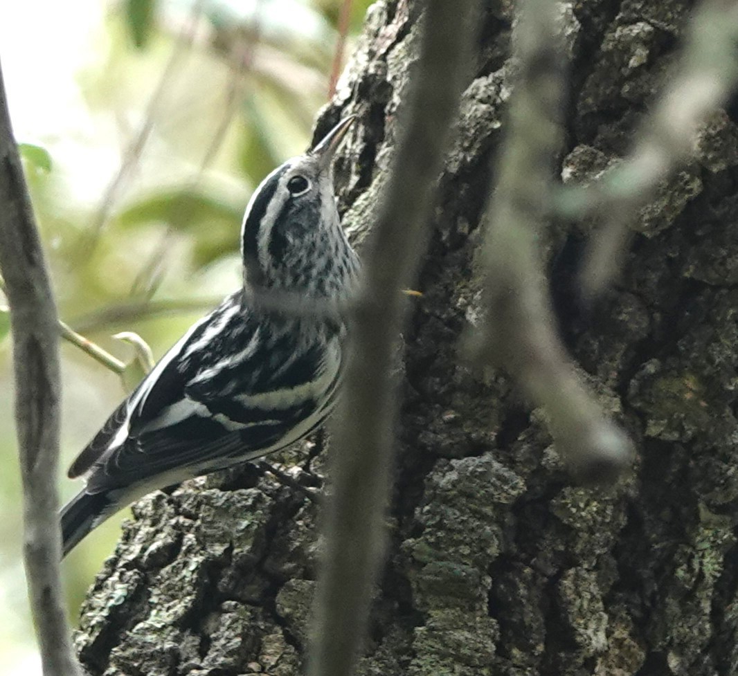 Black-and-white Warbler - Nancy Edmondson