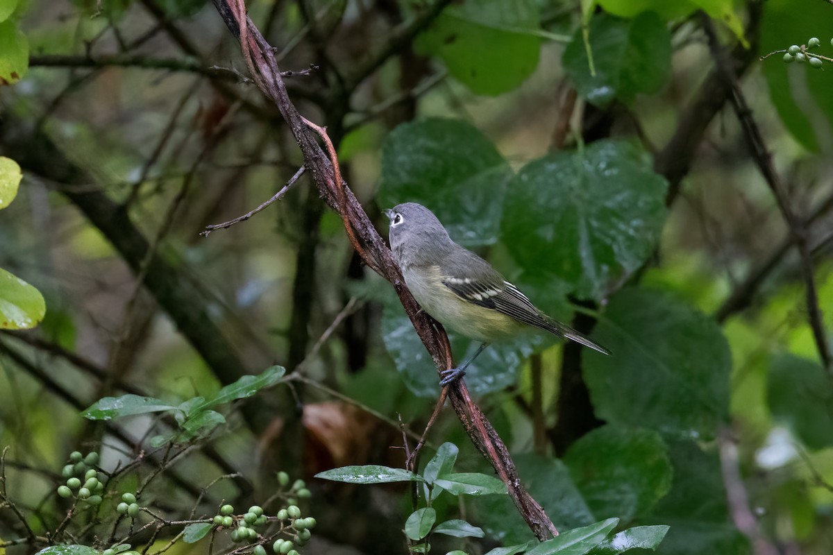 Blue-headed Vireo - ML609303571