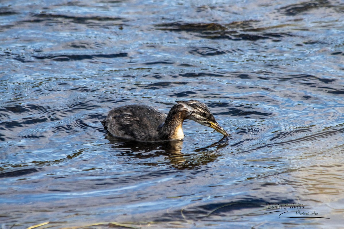 Red-necked Grebe - Daniel Martin