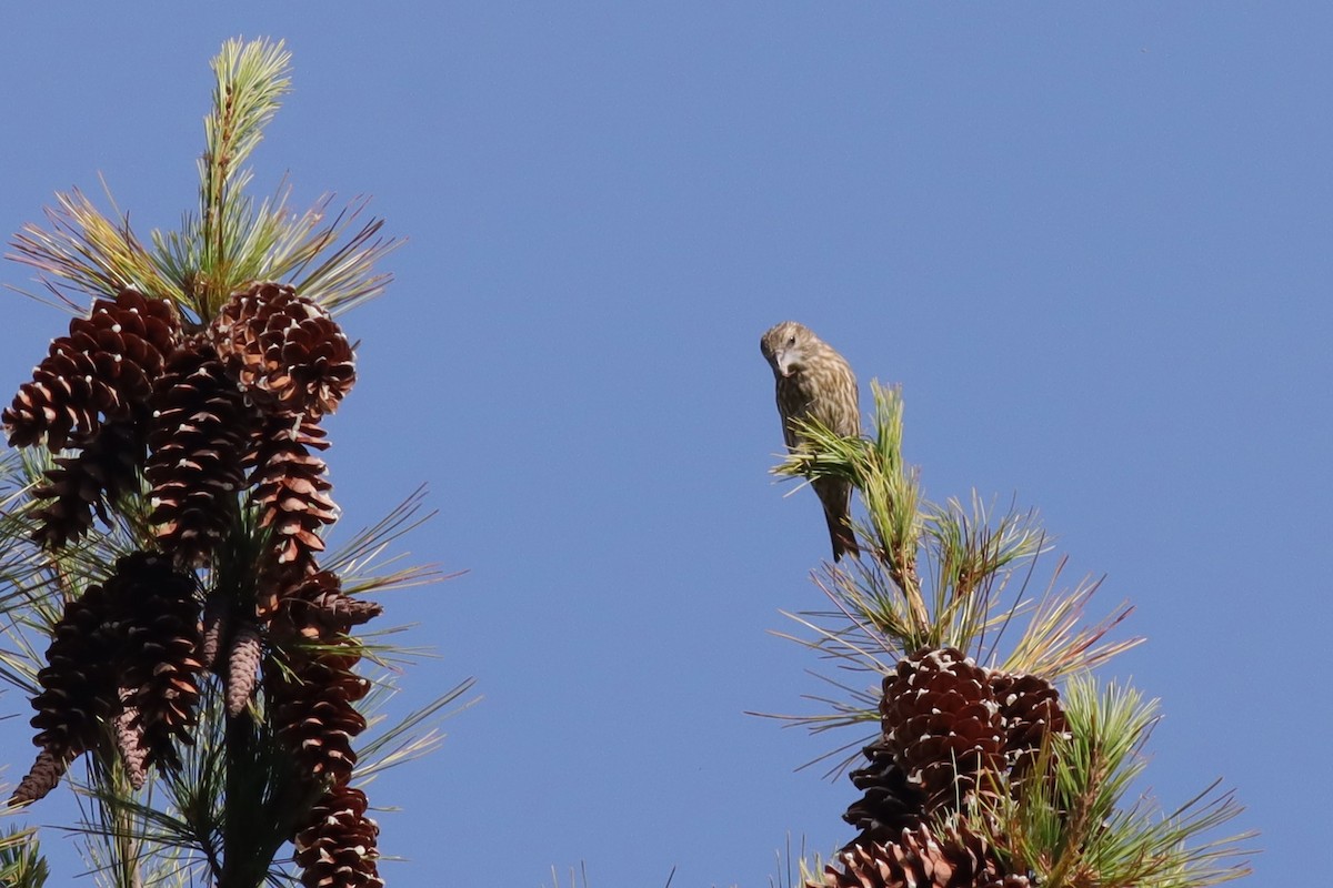 Red Crossbill (Northeastern or type 12) - ML609303751