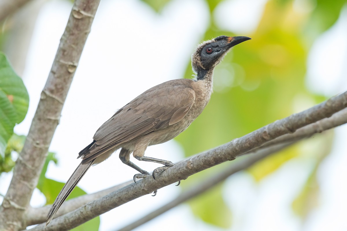 Helmeted Friarbird - ML609303915