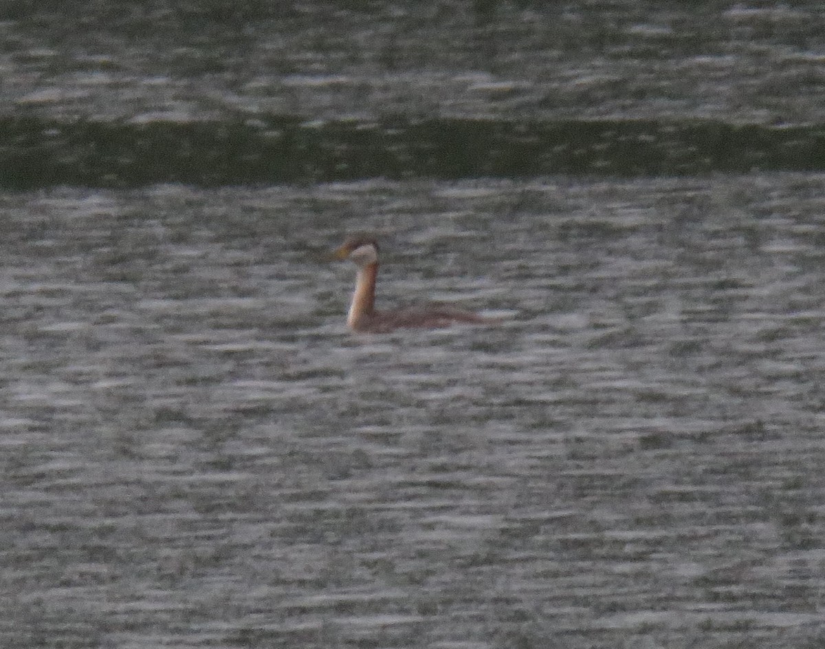 Red-necked Grebe - ML609303950