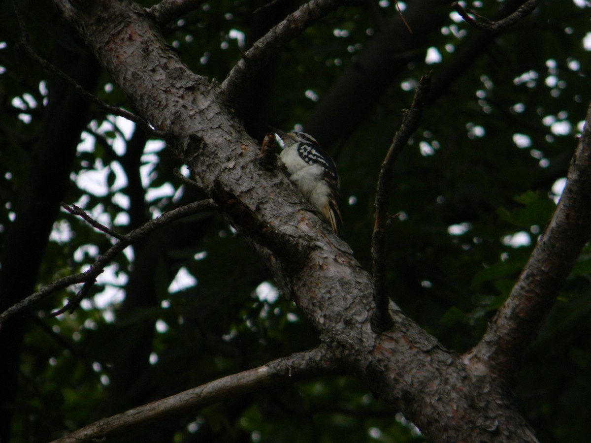 Hairy Woodpecker - ML609304107