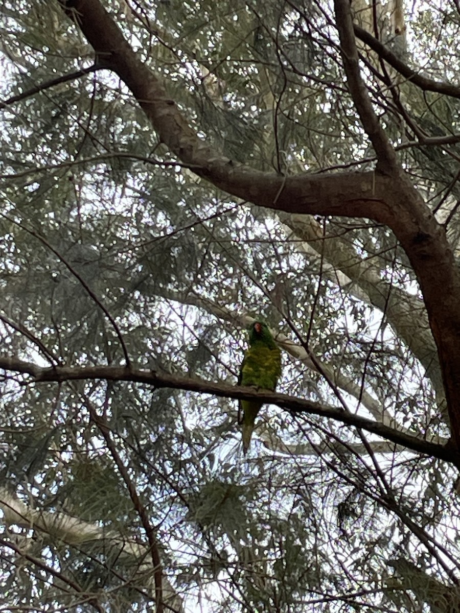 Scaly-breasted Lorikeet - ML609304184