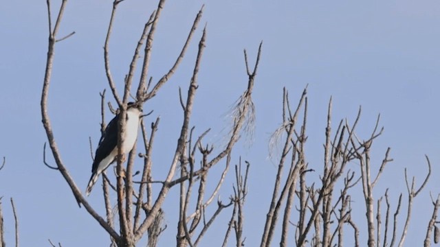 アシボソハイタカ（chionogaster） - ML609304336