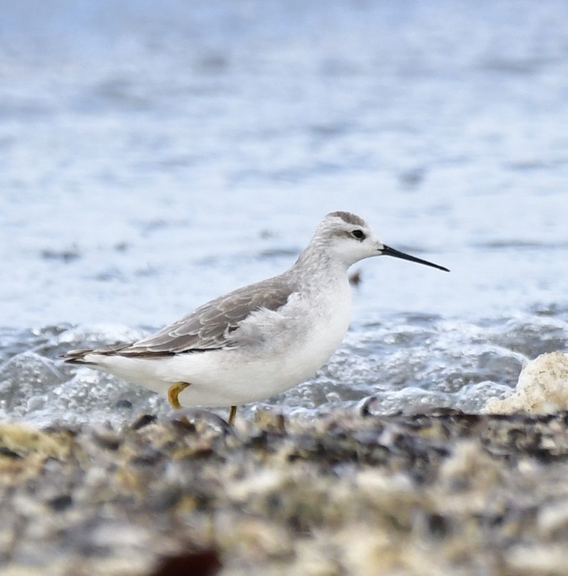 Wilson's Phalarope - ML609304350