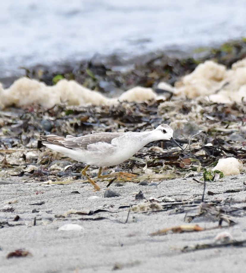 Wilson's Phalarope - ML609304351