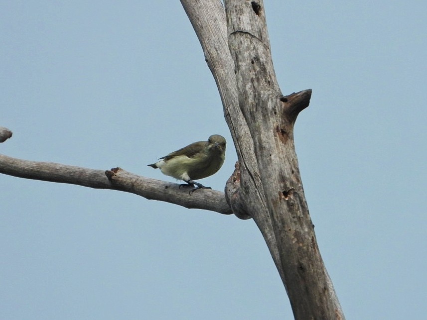 Thick-billed Flowerpecker - ML609304451