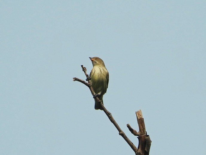 Thick-billed Flowerpecker - ML609304454