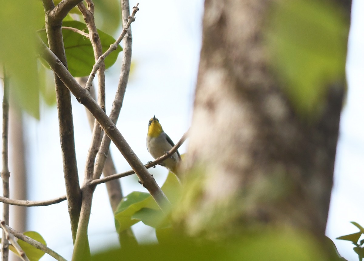 Black-ringed White-eye - ML609304502