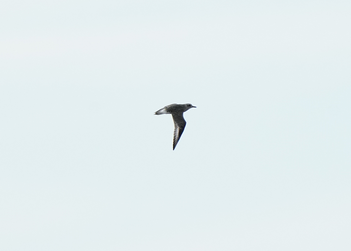 Black-bellied Plover - ML609304542