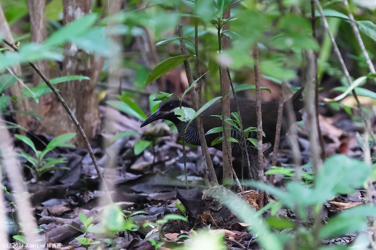 Barred Rail - ML609304550