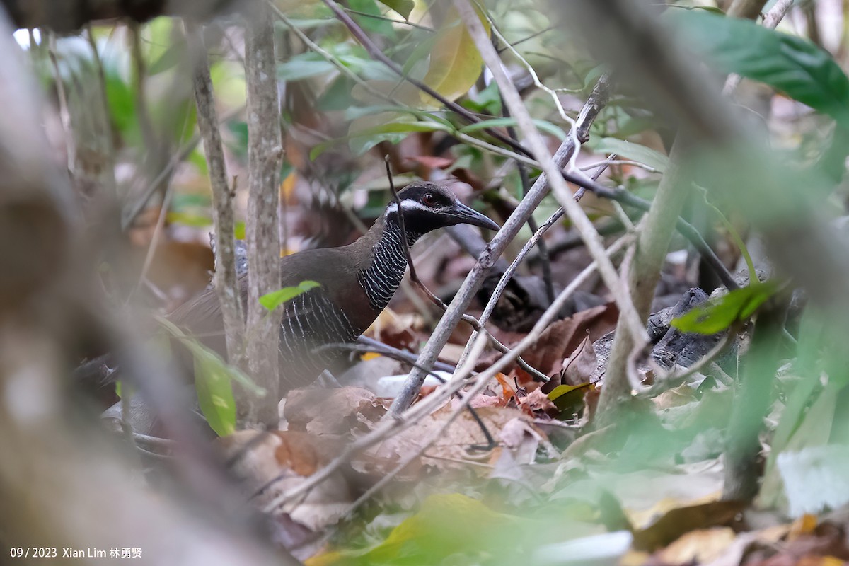 Barred Rail - ML609304551