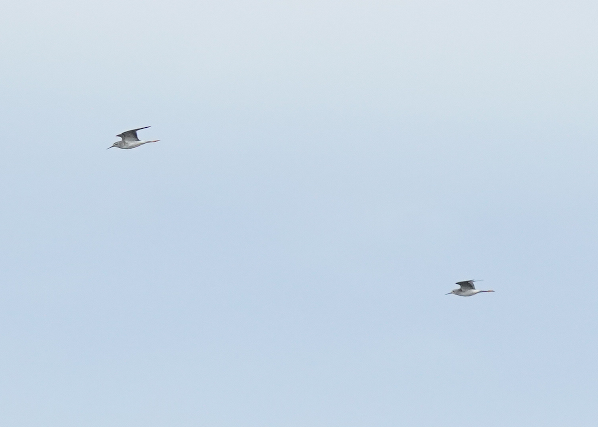 Lesser Yellowlegs - ML609304552