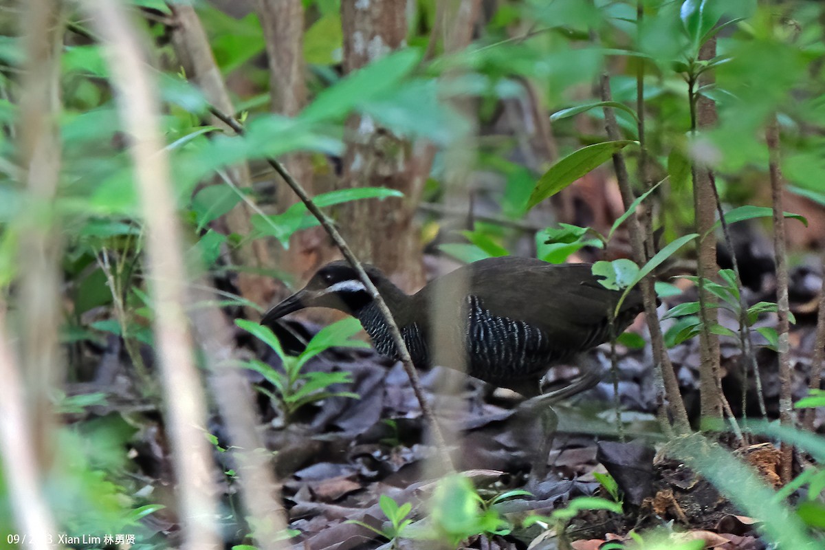 Barred Rail - ML609304553