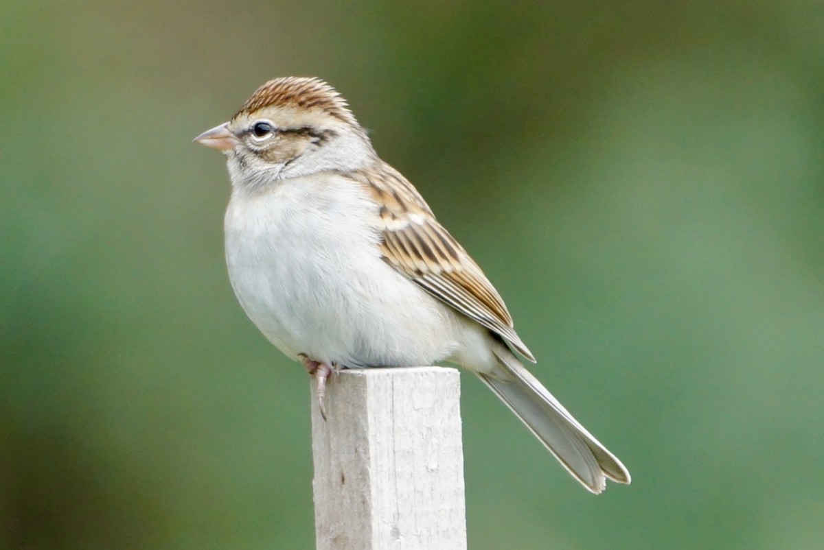 Chipping Sparrow - ML609304577
