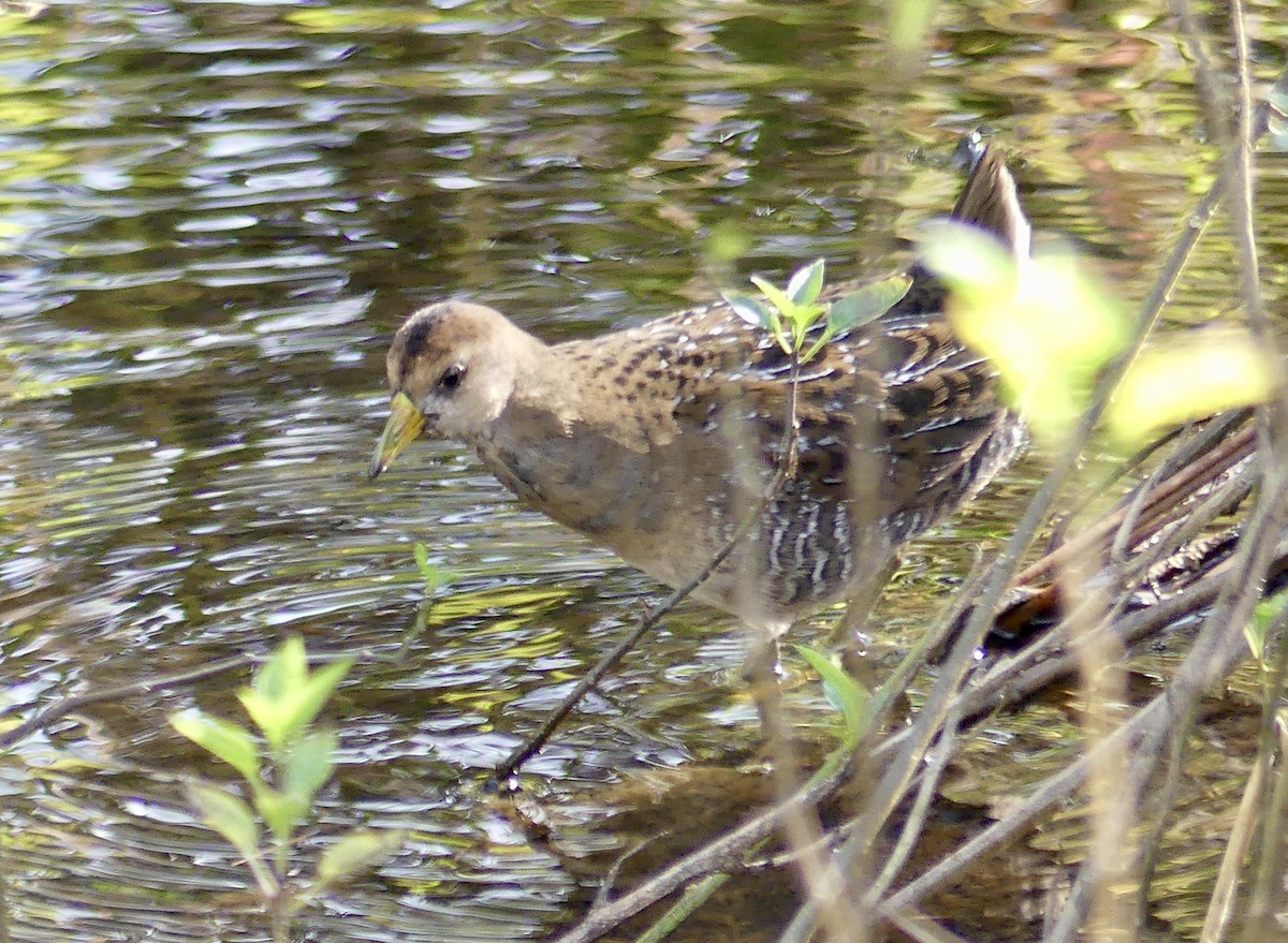 Polluela Sora - ML609304657