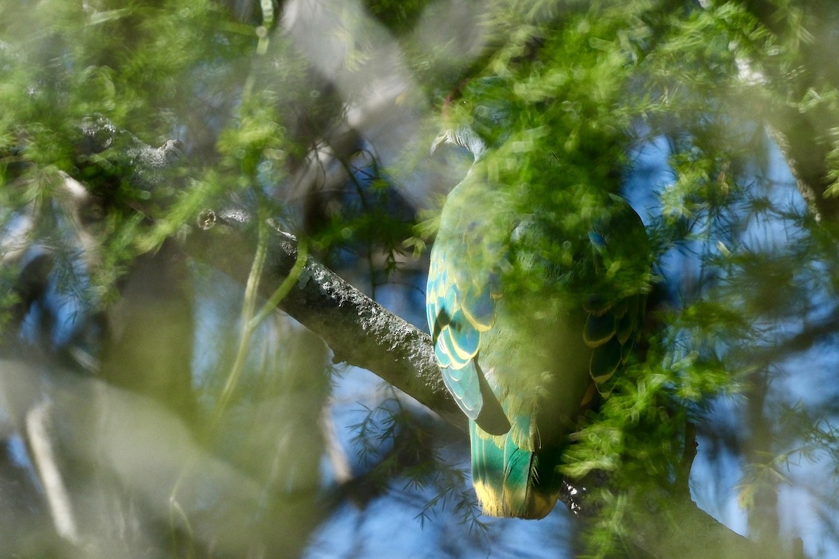 Rose-crowned Fruit-Dove - ML609304698