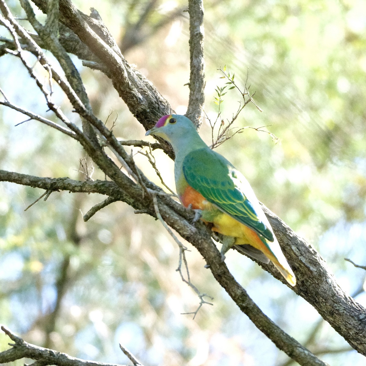 Rose-crowned Fruit-Dove - ML609304699