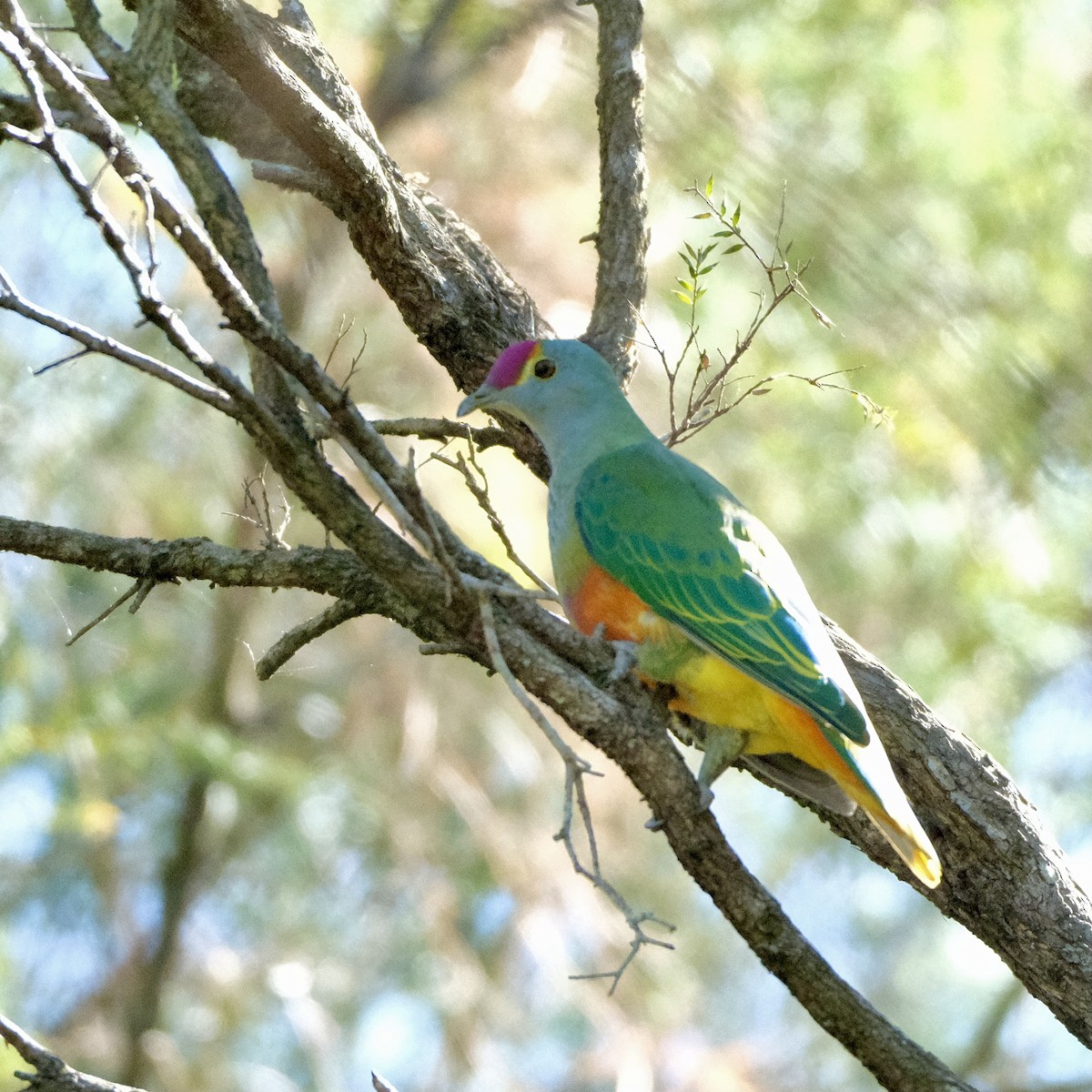 Rose-crowned Fruit-Dove - ML609304700