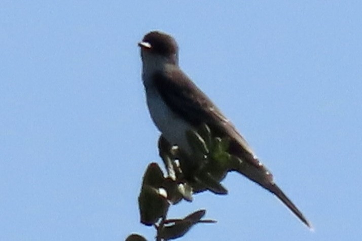 Eastern Kingbird - ML609304754