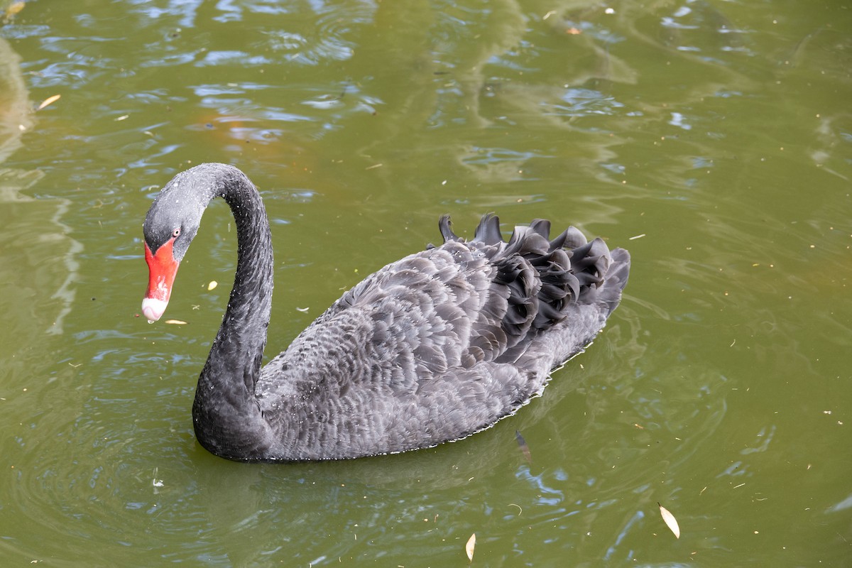 Black Swan - ML609304981