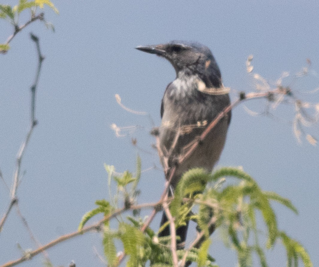 Woodhouse's Scrub-Jay - ML609305024