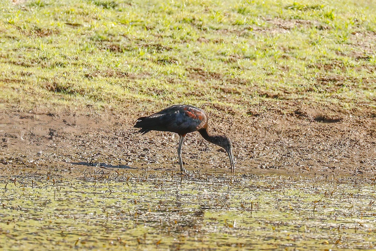 ibis hnědý - ML609305077