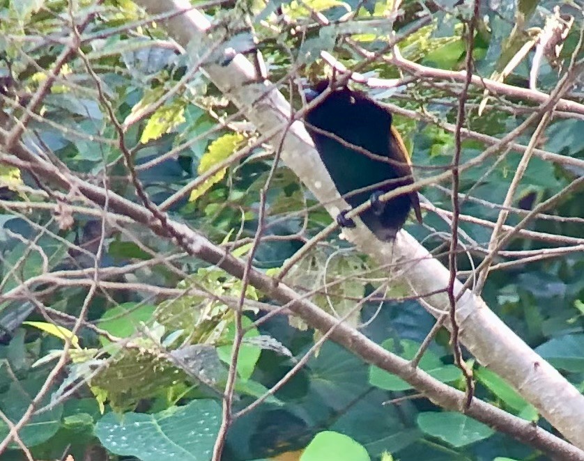 Magnificent Bird-of-Paradise - David Tomb