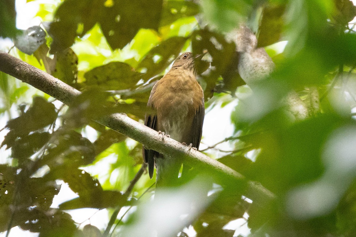 Varzea Thrush - ML609305218