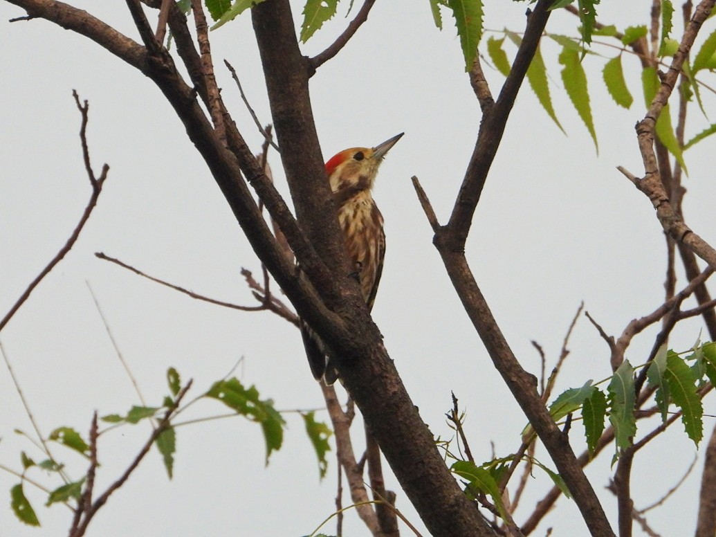 Yellow-crowned Woodpecker - ML609305224