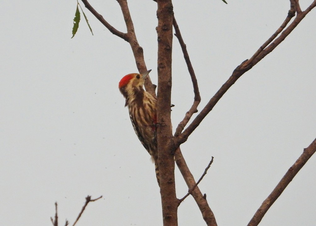 Yellow-crowned Woodpecker - ML609305225