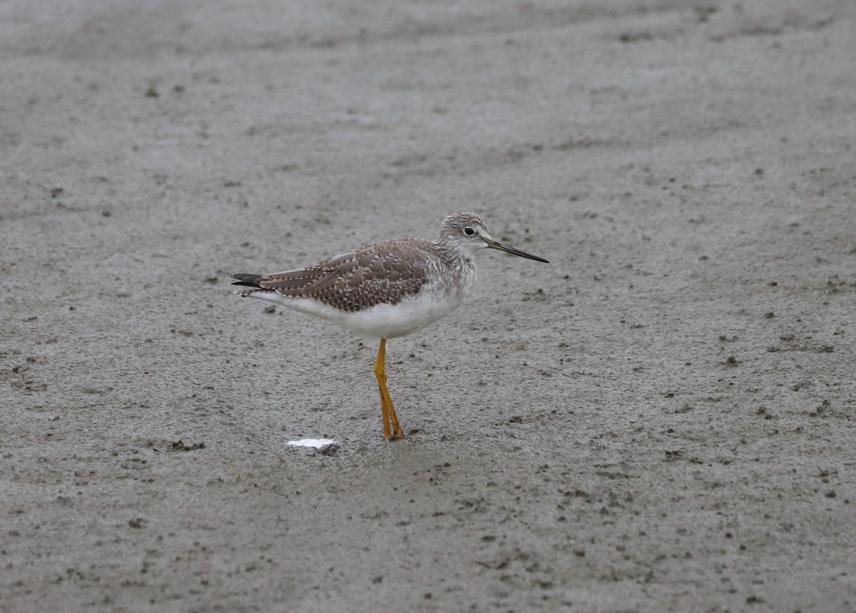 Greater Yellowlegs - ML609305260