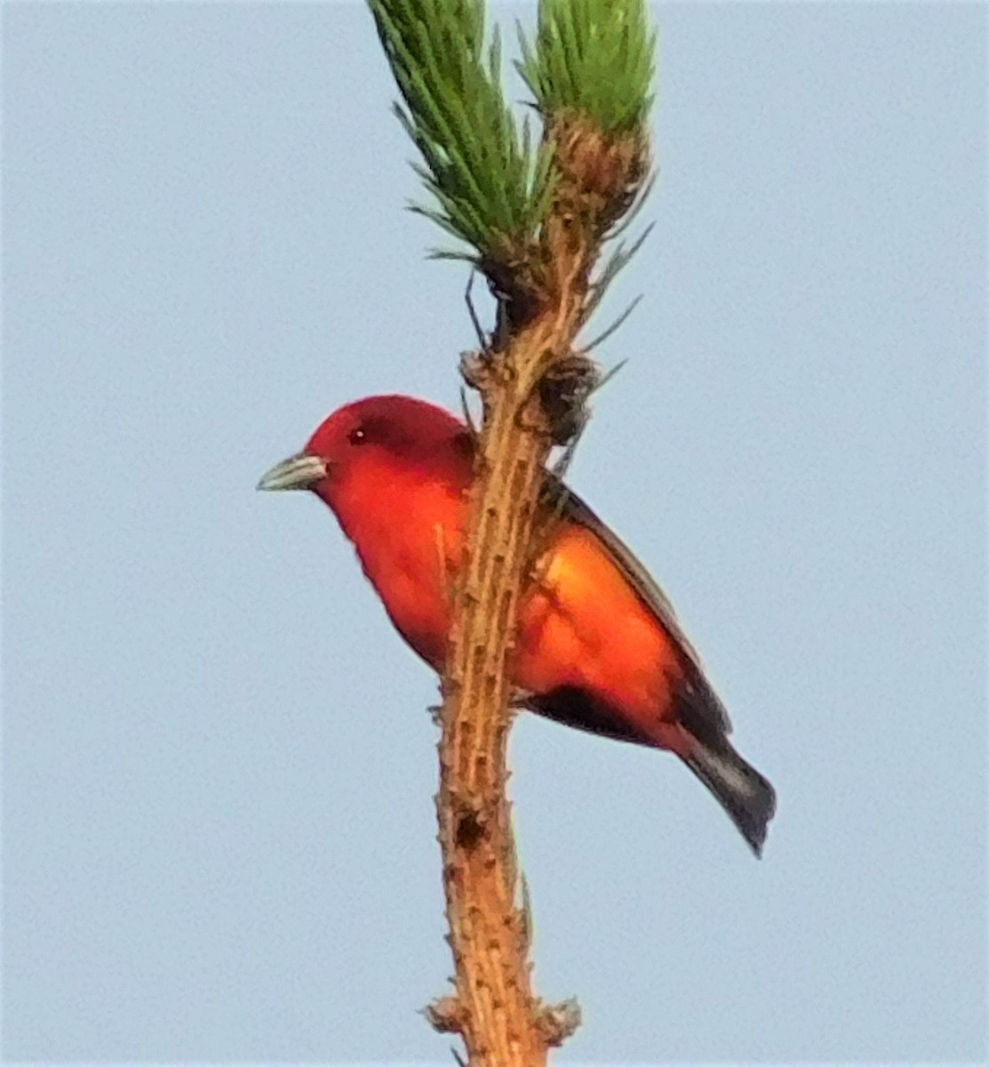 Piranga Escarlata - ML60930531