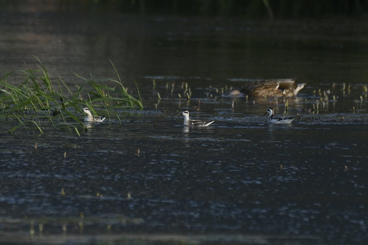 svømmesnipe - ML609305413