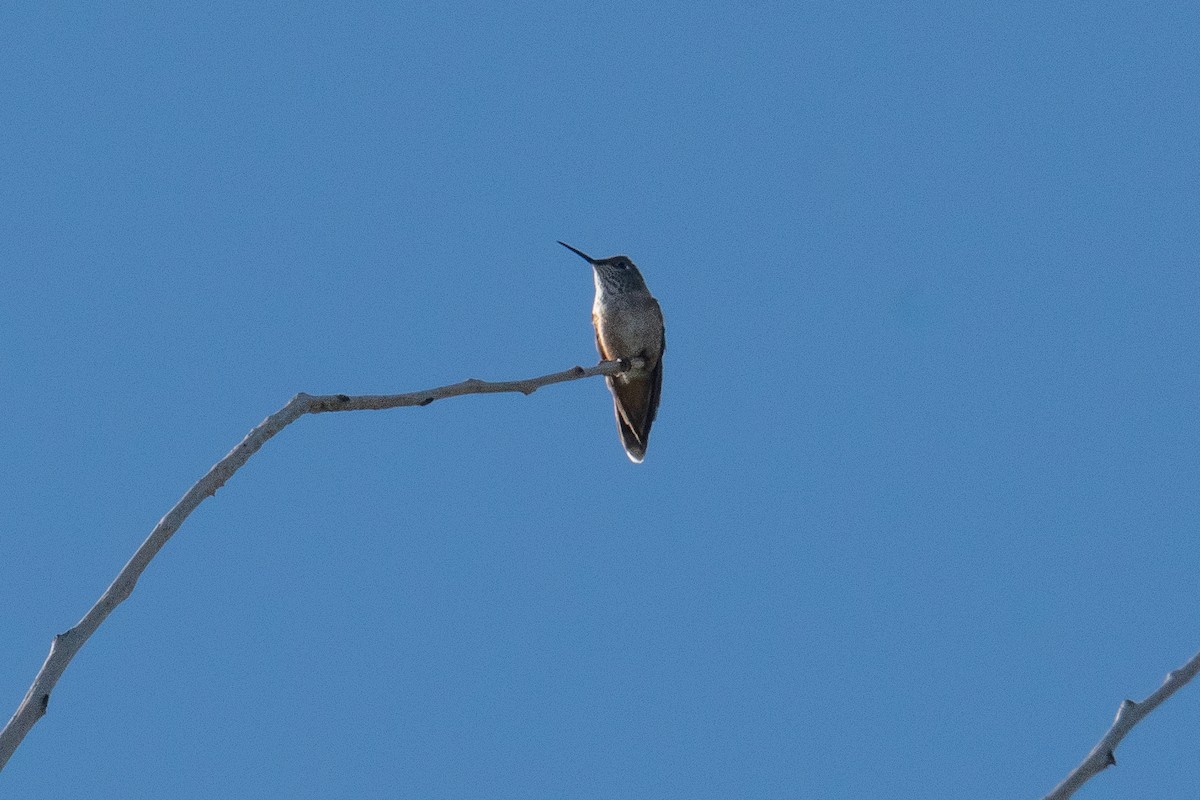 Broad-tailed Hummingbird - ML609305423