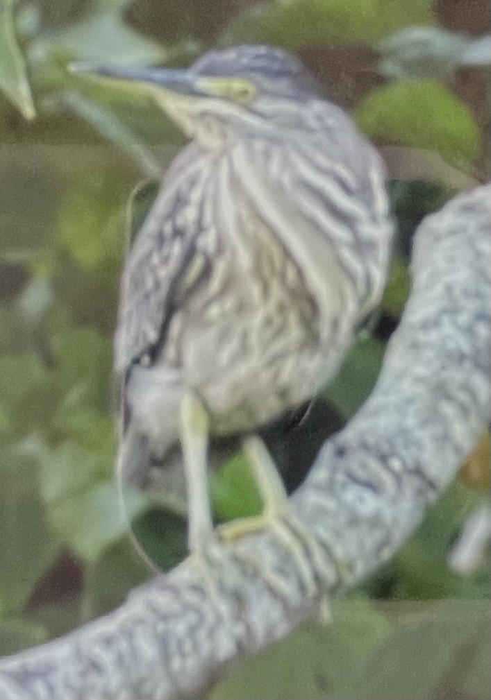 Striated Heron - Barbara DeWitt