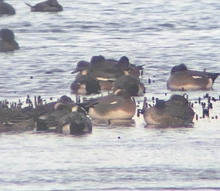 Eurasian Wigeon - ML609305479