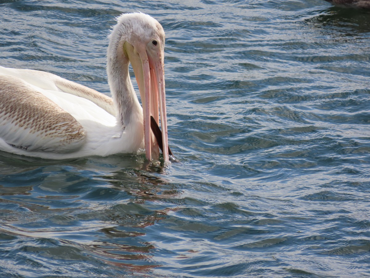 American White Pelican - Deborah Essman