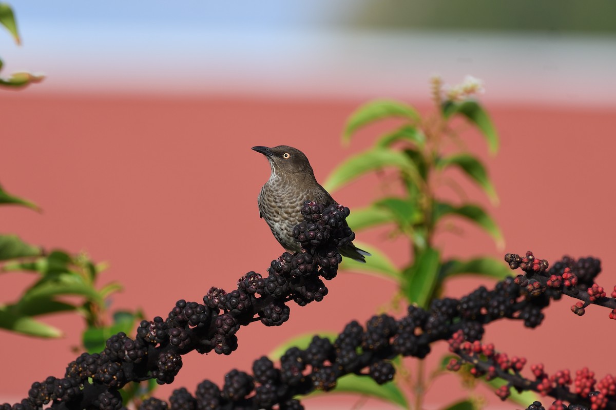 Scaly-breasted Thrasher - ML609305509