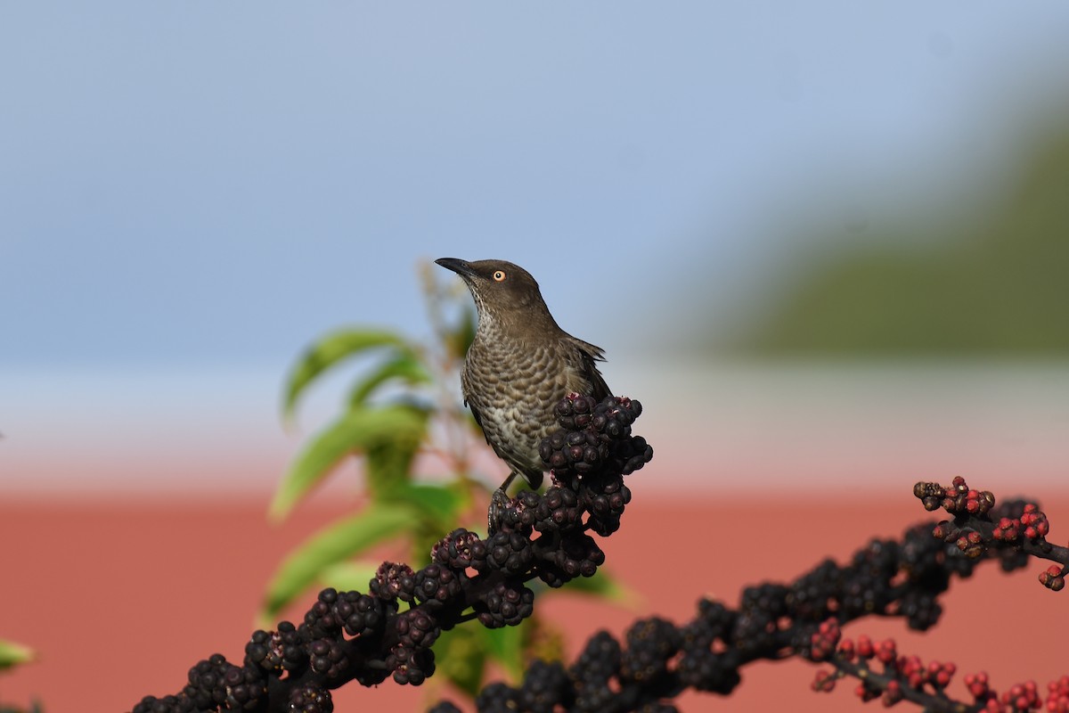 Scaly-breasted Thrasher - ML609305511
